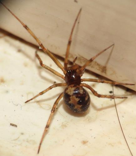 Steatoda triangulosa